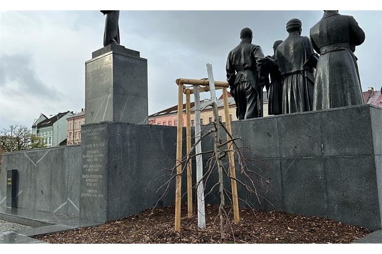 Lípa nám. T.G.Masaryka_Tomáš Morávek FB1 Lípa nám. T.G.Masaryka_Tomáš Morávek FB1