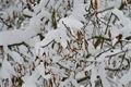 sníh v Plzni_1223_Milan Svoboda (19)