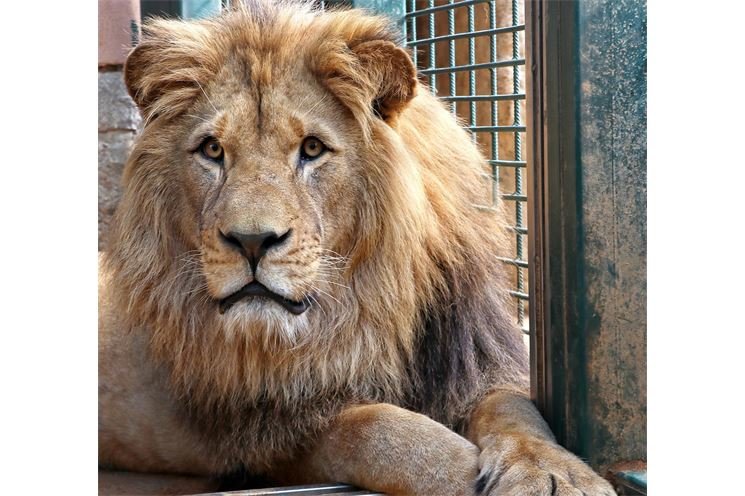 lev-berbersky-Panthera-leo-leo_Zoo Plzeň