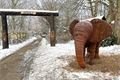 plzen zoo slon 2