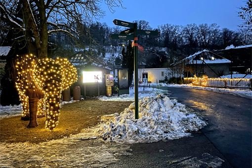 plzen zoo slon sviti plzen zoo slon sviti