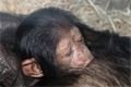 Mládě šimpanze v zoo_Kateřina Misíková