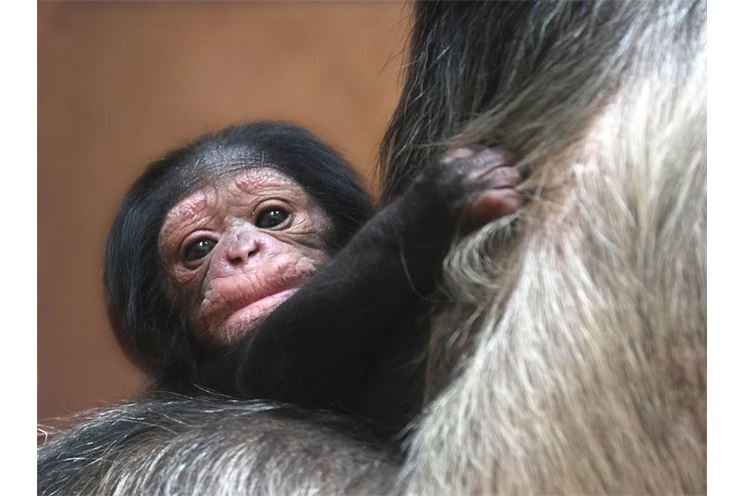 šimpanz mládě_0124_K. Misíková