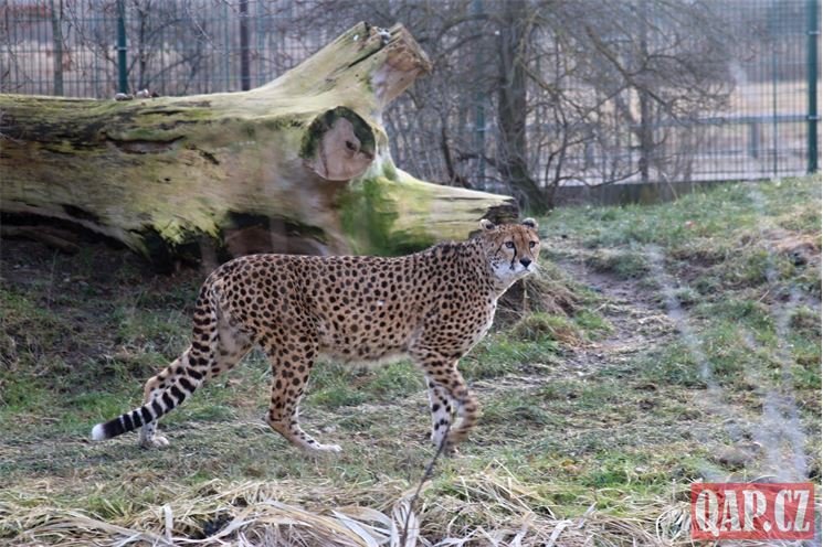 Gepardí samice zoo_0124_QAP (16)