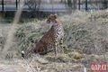 Gepardí samice zoo_0124_QAP (10)