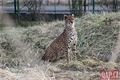 Gepardí samice zoo_0124_QAP (11)