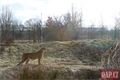 Gepardí samice zoo_0124_QAP (15)