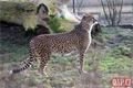 Gepardí samice zoo_0124_QAP (18)