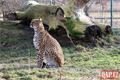 Gepardí samice zoo_0124_QAP (19)