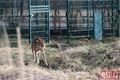 Gepardí samice zoo_0124_QAP (23)