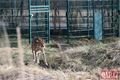 Gepardí samice zoo_0124_QAP (23)