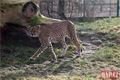 Gepardí samice zoo_0124_QAP (30)