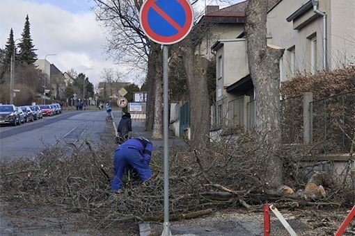 kácení Javorů_0224_město Domažlice