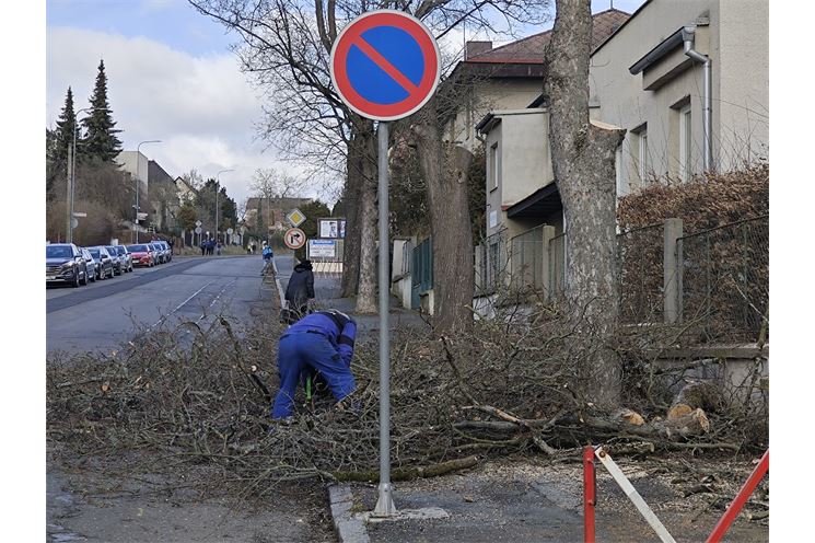 kácení Javorů_0224_město Domažlice