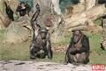 šimpanzí chlapeček_0224_QAP (12)