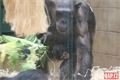 šimpanzí chlapeček_0224_QAP (4)