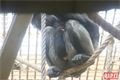 šimpanzí chlapeček_0224_QAP (6)