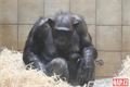 šimpanzí chlapeček_0224_QAP (7)