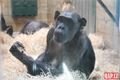 šimpanzí chlapeček_0224_QAP (9)