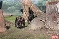 šimpanzí chlapeček_0224_QAP (10)