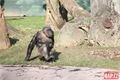 šimpanzí chlapeček_0224_QAP (11)