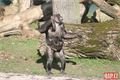 šimpanzí chlapeček_0224_QAP (14)