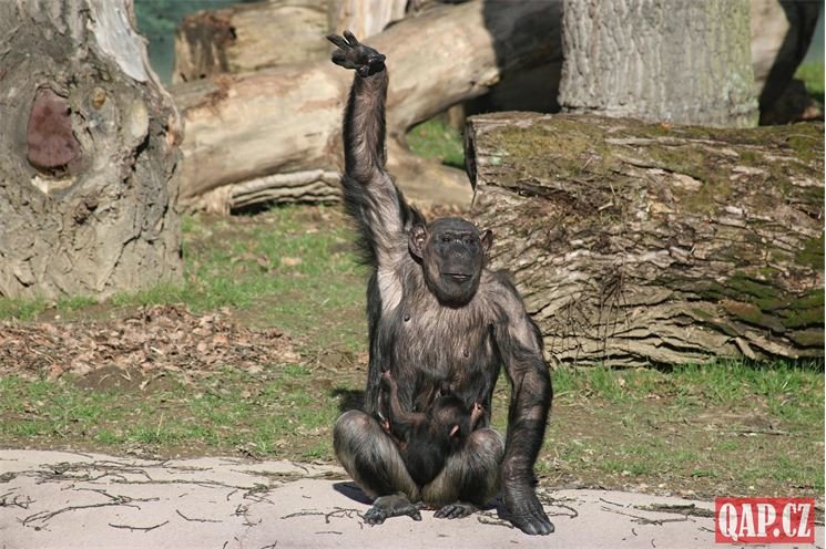 šimpanzí chlapeček_0224_QAP (16)