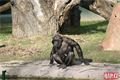 šimpanzí chlapeček_0224_QAP (19)
