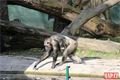 šimpanzí chlapeček_0224_QAP (22)