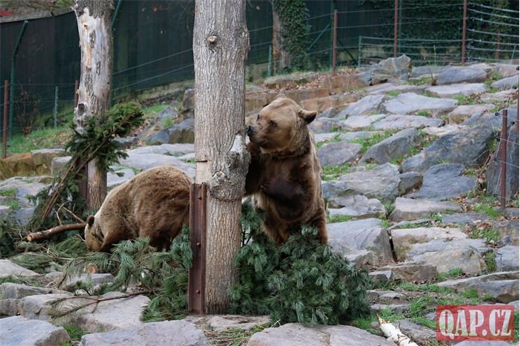 Medvědi probuzení zoo Plzeň_0324_QAP (3)