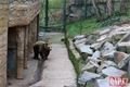 Medvědi probuzení zoo Plzeň_0324_QAP (1)