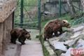 Medvědi probuzení zoo Plzeň_0324_QAP (2)