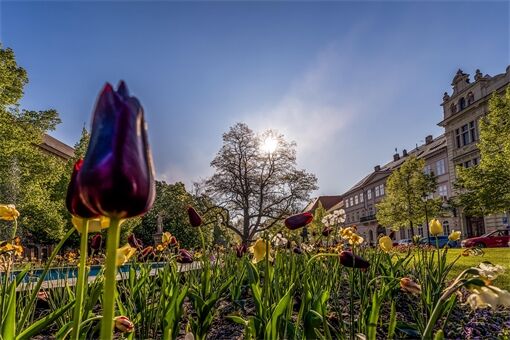 jaro_slunce_tulipán_Plzeň_2024_ilustrační Milan Janoch