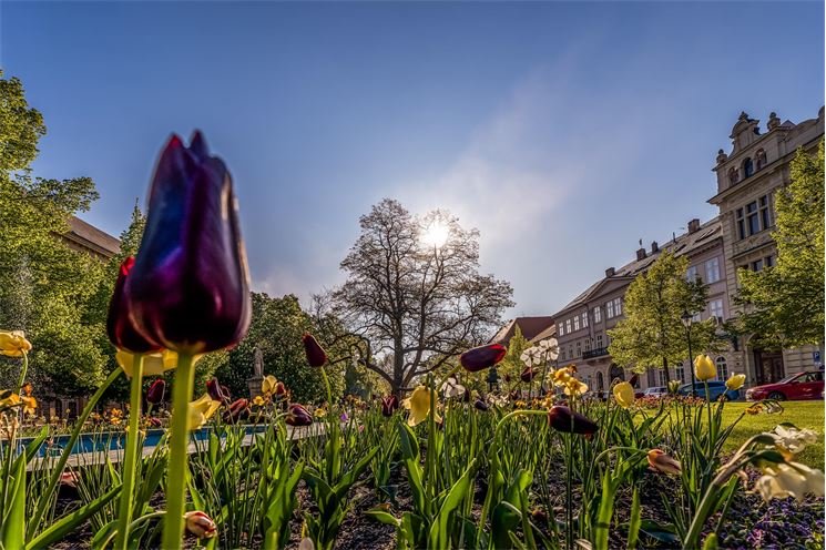 jaro_slunce_tulipán_Plzeň_2024_ilustrační Milan Janoch
