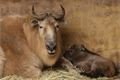 Takin čínský_ZOO Plzeň Misíková1