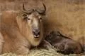 Takin čínský_ZOO Plzeň Misíková1