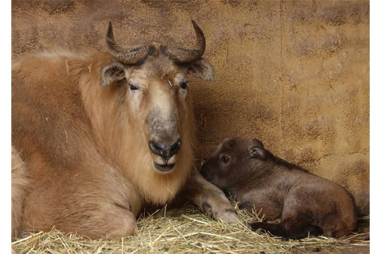 Takin čínský_ZOO Plzeň Misíková1