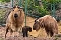 Takin čínský_ZOO Plzeň Moulisová