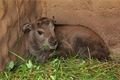Takin čínský_ZOO Plzeň