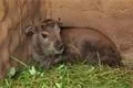 Takin čínský_ZOO Plzeň