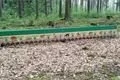 Hona na zajice valcha