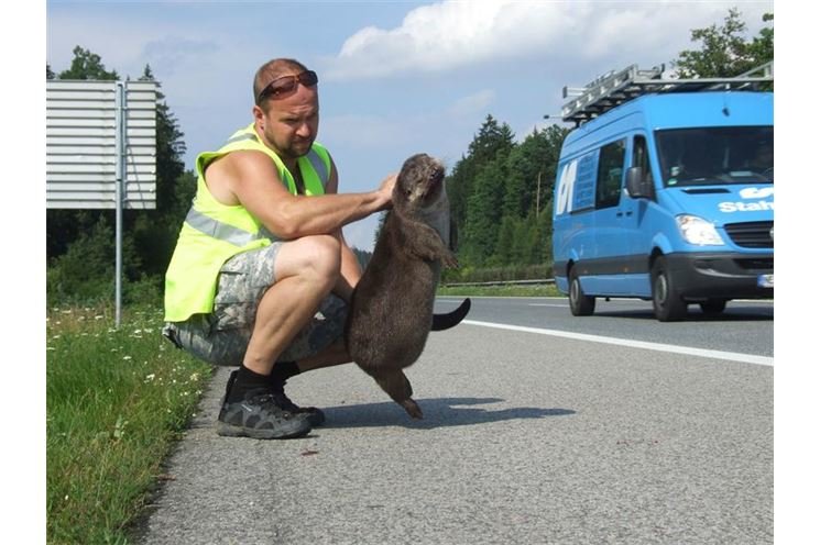 2011 Vydra dálnice Svojkovice 073 o