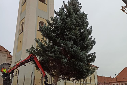 vánoční strom Dobřany_město Dobřany vánoční strom Dobřany_město Dobřany