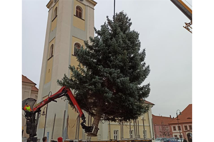 vánoční strom Dobřany_město Dobřany