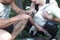 2011 Labuť - Sedlec u St. Plzence (6) o