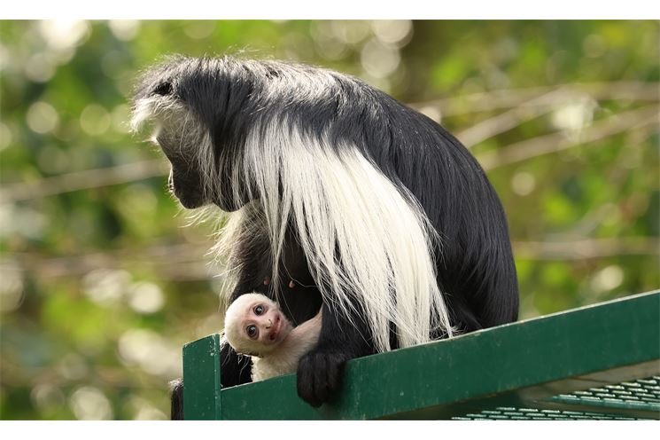 gueréza-angolská-Colobus-angolensis-21-8-2024_K. Misíková
