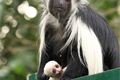 gueréza-angolská-Colobus-angolensis-21-8-2024_K. Misíková1