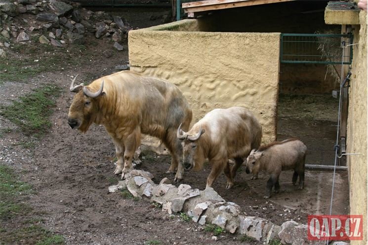křtiny takin čínský_0924_QAP (7)