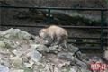 křtiny takin čínský_0924_QAP (8)