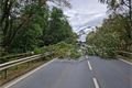 hasiči strom Dobřany